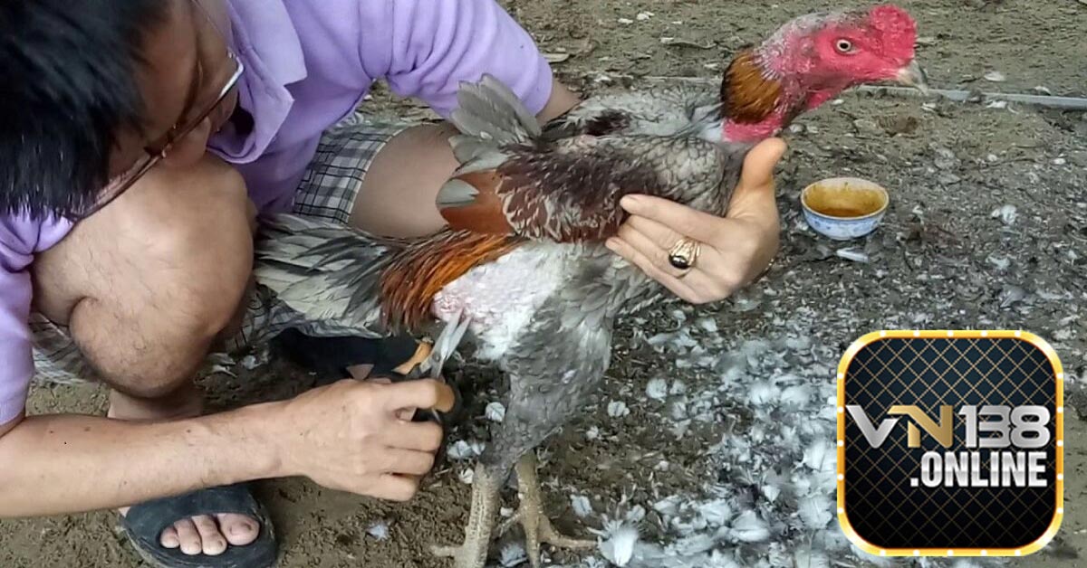 Cách chăm sóc gà chọi trước khi đá để gà khỏe mạnh và máu chiến